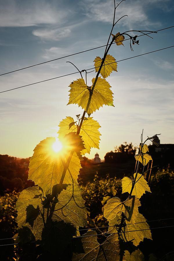 Loisium Wine & Spa Hotel Suedsteiermark Эренхаузен Экстерьер фото